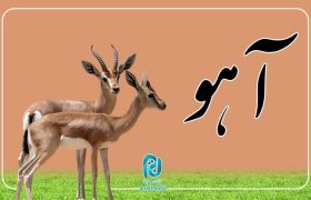 چند دقیقه در حرم امام رضا علیه السلام؛ این قسمت: «آهو»