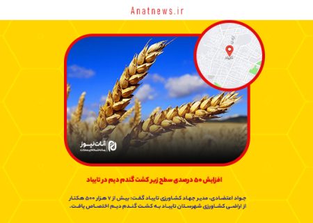 افزایش ۵۰ درصدی سطح زیر کشت گندم دیم در تایباد