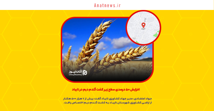 افزایش ۵۰ درصدی سطح زیر کشت گندم دیم در تایباد