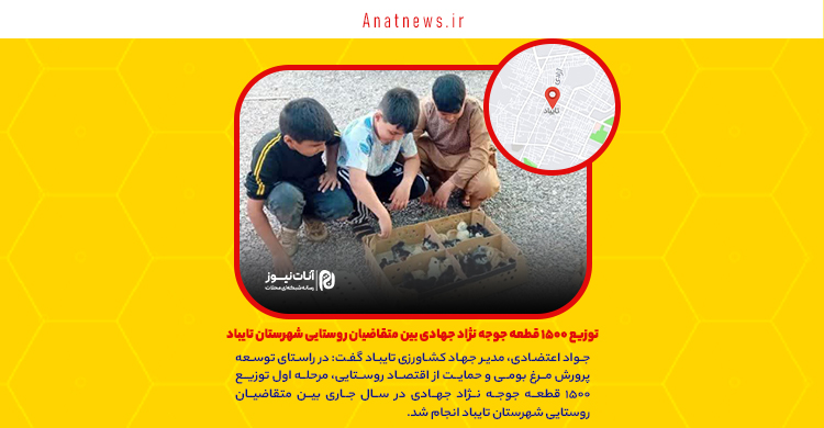 توزیع ۱۵۰۰ قطعه جوجه نژاد جهادی بین متقاضیان روستایی شهرستان تایباد