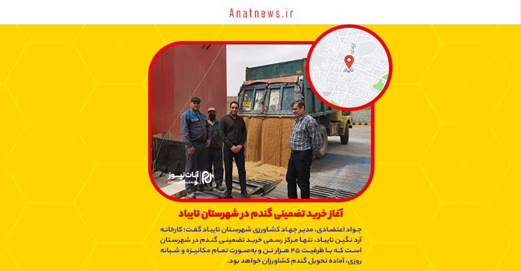 آغاز خرید تضمینی گندم در شهرستان تایباد