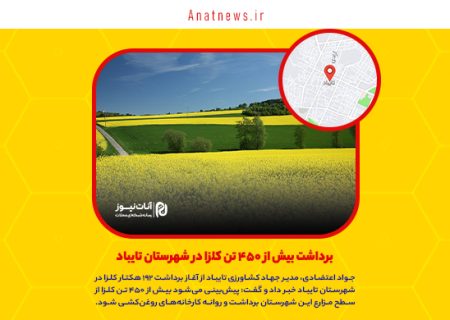 برداشت بیش از ۴۵۰ تن کلزا در شهرستان تایباد/ محصولی راهبردی با مزایای اقتصادی و زیست‌محیطی