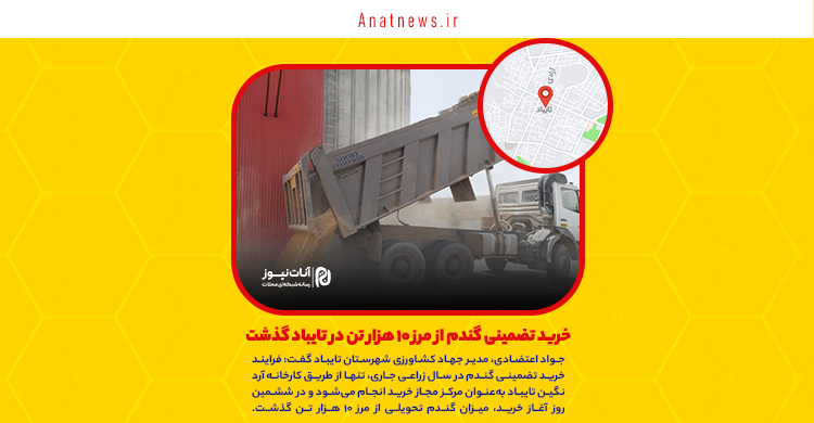 خرید تضمینی گندم از مرز ۱۰ هزار تن در تایباد گذشت