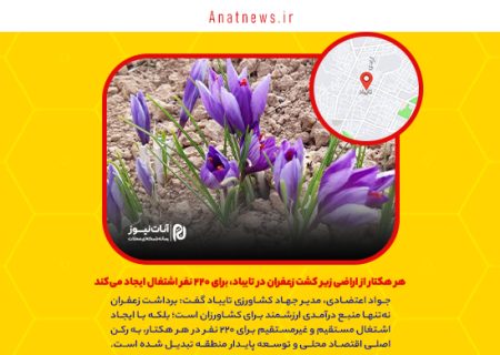 هر هکتار از اراضی زیر کشت زعفران در تایباد، برای ۲۲۰ نفر اشتغال ایجاد می‌کند
