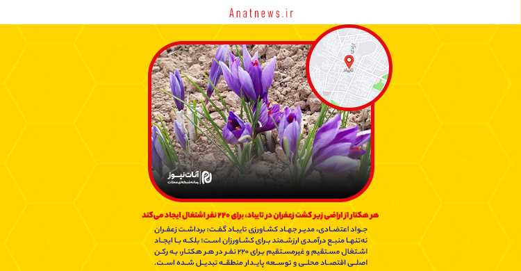 هر هکتار از اراضی زیر کشت زعفران در تایباد، برای ۲۲۰ نفر اشتغال ایجاد می‌کند