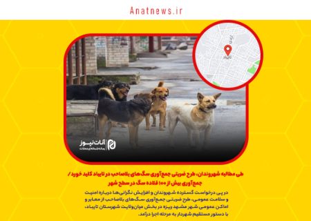 طی مطالبه شهروندان، طرح ضربتی جمع‌آوری سگ‌های بلاصاحب در تایباد کلید خورد/ جمع‌آوری بیش از ۱۰۰ قلاده سگ در سطح شهر