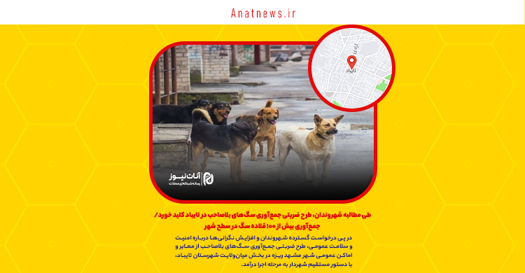 طی مطالبه شهروندان، طرح ضربتی جمع‌آوری سگ‌های بلاصاحب در تایباد کلید خورد/ جمع‌آوری بیش از ۱۰۰ قلاده سگ در سطح شهر