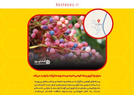 بحران زادآوری پسته کوهی امنیت زیست‌بوم صالح‌آباد را تهدید می‌کند