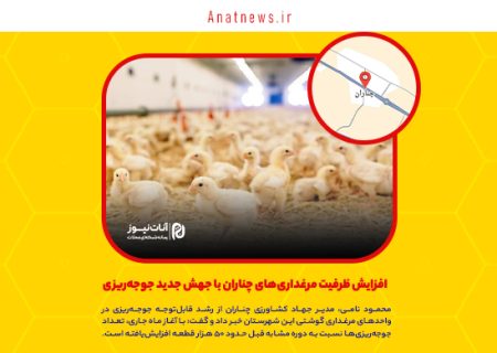 افزایش ظرفیت مرغداری‌های چناران با جهش جدید جوجه‌ریزی