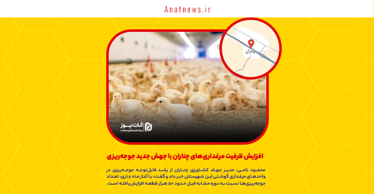 افزایش ظرفیت مرغداریهای چناران با جهش جدید جوجهریزی